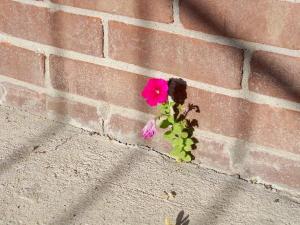 Flower-Crack-Sidewalk